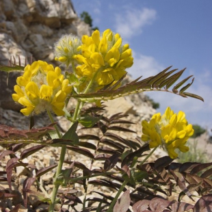 Astragalus macrocephala